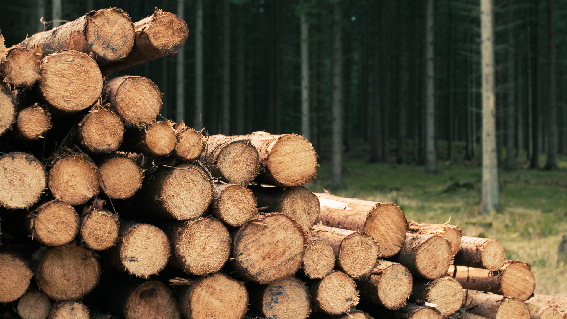 Wood workshop with tools